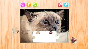 猫 拼图 拼图 游戏 动物 对于 成人