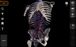 解剖学 - 三维图谱