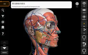 解剖学 - 三维图谱