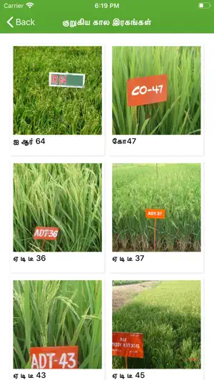 Paddy Varieties