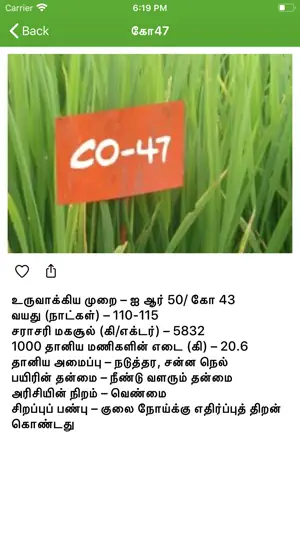 Paddy Varieties