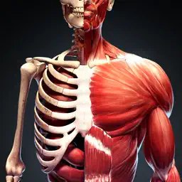 发现人体 3D： 三维立体解剖图谱